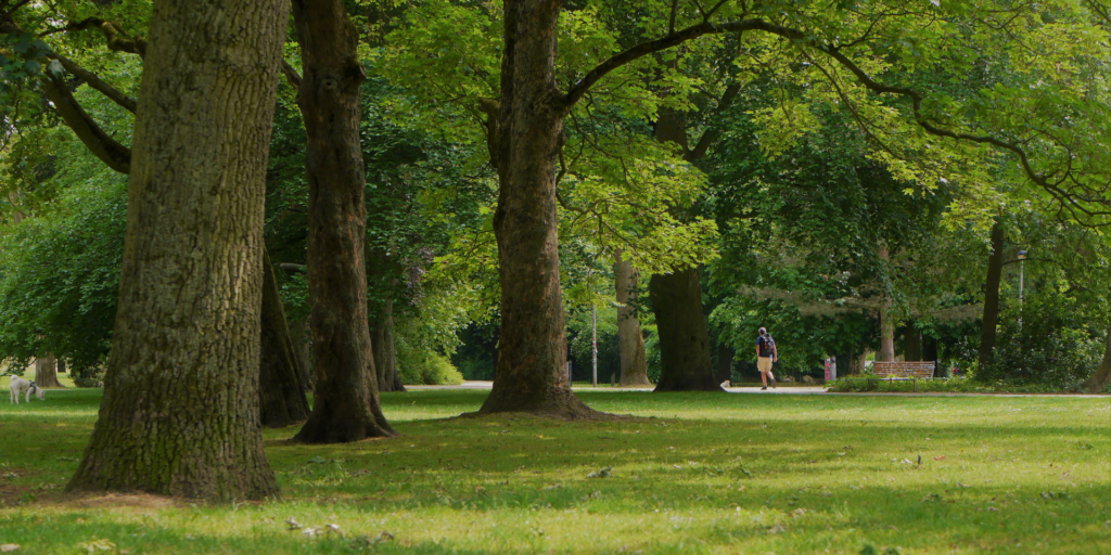 Bomen in park - groeiplaatsen en data